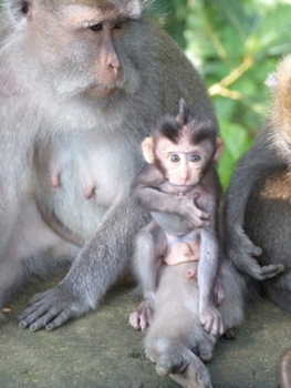 Ubud, Bali, Indonésie